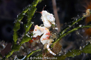 wakatobi,nikon d2x 60mm macro by Puddu Massimo 